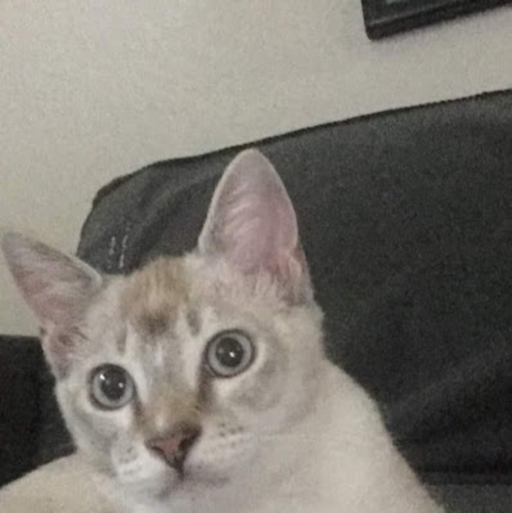 Meet your Posher, Luisa